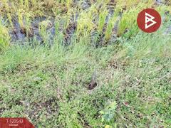 ขายที่ดิน เนื้อที่ 4 ไร่ 27 ตารางวา อ.บ้านโพธิ์ ฉะเชิงเทรา ทำเลดี-202510071022581759807378849.jpg