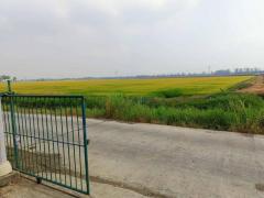 ขายที่ดินสวยถมแล้ว 209 ตรว. พร้อมโฉนด ทำเลดี เดินทางสะดวก บ้านท้ายลาด ลพบุรี ( เจ้าของขายเอง )-202510071114061759810446609.jpg