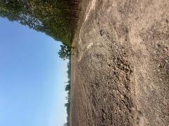 ขายที่ดิน 11 ไร่ 2 งาน 39 ตารางวา ตำบลยะวึก อำเภอชุมพลบุรี จังหวัดสุรินทร์  ที่ตั้ง : 2081 ตำบลยะวึก อำเภอชุมพลบุรี จังหวัดสุรินทร์ 32190 https://maps.app.goo.gl/hQ2QEvZDroiT5fcr7?g_st=al  ขนาดที่ดิน : 11 ไร่ 2 งาน 39 ตารางวา  รายละเอียด ขาย 10 ไร่ ห-202510071155461759812946975.jpg