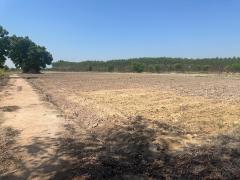 ขายที่ดิน 11 ไร่ 2 งาน 39 ตารางวา ตำบลยะวึก อำเภอชุมพลบุรี จังหวัดสุรินทร์  ที่ตั้ง : 2081 ตำบลยะวึก อำเภอชุมพลบุรี จังหวัดสุรินทร์ 32190 https://maps.app.goo.gl/hQ2QEvZDroiT5fcr7?g_st=al  ขนาดที่ดิน : 11 ไร่ 2 งาน 39 ตารางวา  รายละเอียด ขาย 10 ไร่ ห-202510071155511759812951625.jpg