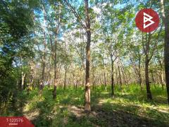 ขายที่ดินพร้อมสวนยาง เนื้อที่ 9 ไร่ 1 งาน 50 ตร.วา ศรีวิไล บึงกาฬ