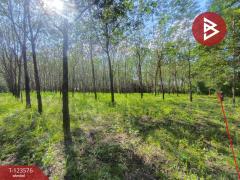 ขายที่ดินพร้อมสวนยาง เนื้อที่ 9 ไร่ 1 งาน 50 ตร.วา ศรีวิไล บึงกาฬ-202510071431301759822290564.jpg