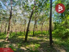 ขายที่ดินพร้อมสวนยาง เนื้อที่ 9 ไร่ 1 งาน 50 ตร.วา ศรีวิไล บึงกาฬ-202510071431311759822291696.jpg