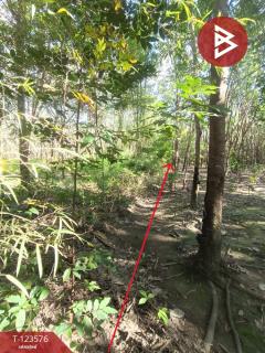 ขายที่ดินพร้อมสวนยาง เนื้อที่ 9 ไร่ 1 งาน 50 ตร.วา ศรีวิไล บึงกาฬ-202510071431321759822292775.jpg