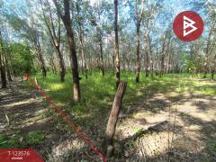 ขายที่ดินพร้อมสวนยาง เนื้อที่ 9 ไร่ 1 งาน 50 ตร.วา ศรีวิไล บึงกาฬ-202510071431331759822293298.jpg