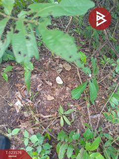 ขายที่ดินพร้อมสวนยาง เนื้อที่ 9 ไร่ 1 งาน 50 ตร.วา ศรีวิไล บึงกาฬ-202510071431351759822295385.jpg