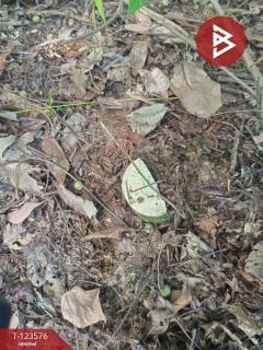 ขายที่ดินพร้อมสวนยาง เนื้อที่ 9 ไร่ 1 งาน 50 ตร.วา ศรีวิไล บึงกาฬ-202510071431351759822295898.jpg