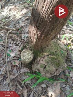 ขายที่ดินพร้อมสวนยาง เนื้อที่ 9 ไร่ 1 งาน 50 ตร.วา ศรีวิไล บึงกาฬ-202510071431361759822296681.jpg