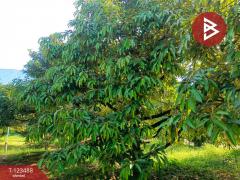 ขายที่ดิน เนื้อที่ 2 ไร่ 1 งาน 5.2 ตร.วา เกาะขวาง จันทบุรี-202510071654301759830870931.jpg