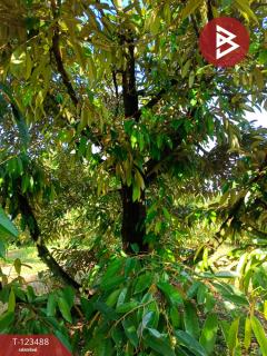 ขายที่ดิน เนื้อที่ 2 ไร่ 1 งาน 5.2 ตร.วา เกาะขวาง จันทบุรี-202510071654311759830871969.jpg