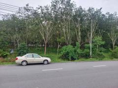 ขายที่ดิน พร้อมสวนยาง 29-0-61 ไร่ ถนนนาทวี ติดถนนปาดังเบซาร์ สะเดา สงขลา