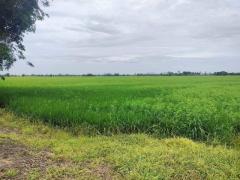 ที่นา 14-3-15 ไร่ ใกล้แหล่งน้ำ   ตำบลตาขีด  บรรพตพิสัย  นครสวรรค์   ZK574 