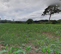 ขายที่ดินเปล่า พญาเย็น ปากช่อง นครราชสีมา 9 ไร่ วิวเขา /ธรรมชาติ ราคาต่อรองได้-202510081019261759893566877.jpg