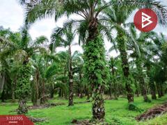 ขายที่ดิน เนื้อที่ 17 ไร่ 79 ตร.วา ท่าแซะ ชุมพร