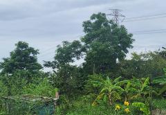 ขายที่ดิน หมู่บ้านนพวงศ์ ถนนปทุมธานี-บางเลน อำเภอลาดหลุมแก้ว ปทุมธานี-202510081312481759903968219.jpg