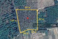 ที่ดินเนื้อที่ 4 ไร่ 1 งาน 54 ตรว.น่าน ทุ่งช้าง-202510081629071759915747960.jpg