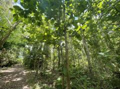 ที่ดินเนื้อที่ 4 ไร่ 1 งาน 54 ตรว.น่าน ทุ่งช้าง-202510081629081759915748802.jpg