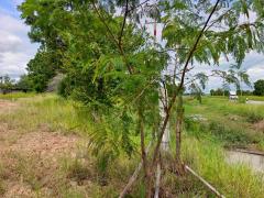 ขายด่วน ที่ดินเปล่า ติดถนนเส้นหลัก 3442 ห้วยกระเจา เนื้อที่ 2 ไร่ 313 ตร.ว. เดินทางสะดวก ไม่ไกลจากกรุงเทพ เดินทางเข้าเมืองได้ง่าย เหมาะสำหรับเปิดกิจการ อยู่อาศัยหรือทำการเกษตร-202510081642051759916525027.jpg