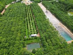 ขายสวนทุเรียนหมอนทอง จ.ระยอง ต้นสวยสมบูรณ์-202510090822571759972977721.jpg