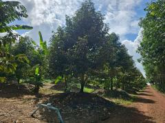 ขายสวนทุเรียนหมอนทอง จ.ระยอง ต้นสวยสมบูรณ์-202510090822581759972978270.jpg