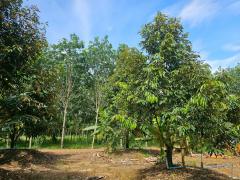 ขายสวนทุเรียนหมอนทอง จ.ระยอง ต้นสวยสมบูรณ์-202510090822581759972978814.jpg