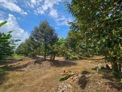 ขายสวนทุเรียนหมอนทอง จ.ระยอง ต้นสวยสมบูรณ์-202510090822591759972979365.jpg