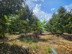 ขายสวนทุเรียนหมอนทอง จ.ระยอง ต้นสวยสมบูรณ์-202510090822591759972979912.jpg