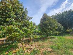 ขายสวนทุเรียนหมอนทอง จ.ระยอง ต้นสวยสมบูรณ์-202510090823001759972980453.jpg