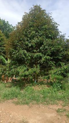 ขายสวนทุเรียนหมอนทอง จ.ระยอง ต้นสวยสมบูรณ์-202510090823011759972981205.jpg