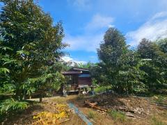 ขายสวนทุเรียนหมอนทอง จ.ระยอง ต้นสวยสมบูรณ์-202510090823011759972981752.jpg