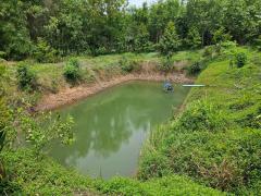 ขายสวนทุเรียนหมอนทอง จ.ระยอง ต้นสวยสมบูรณ์-202510090823021759972982310.jpg