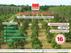 สวนทุเรียนหมอนทอง จำนวน 330 ต้น อายุ 7– 8 ปี  เริ่มให้ผลผลิตแล้ว 2 ปี  เนื้อที่ 12-3-10.6 ไร่