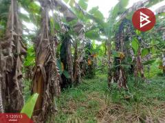 ขายที่ดิน เนื้อที่ 3 งาน ท่าใหม่ จันทบุรี-202510091226381759987598890.jpg