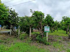 ขายที่ดินสวย ทำเลดี ใกล้ถนนใหญ่ เดินทางสะดวกมาก-202510091353351759992815622.jpg