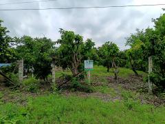 ขายที่ดินสวย ทำเลดี ใกล้ถนนใหญ่ เดินทางสะดวกมาก-202510091353361759992816164.jpg