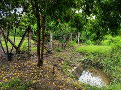 ขายที่ดินสวย ทำเลดี ใกล้ถนนใหญ่ เดินทางสะดวกมาก-202510091353421759992822111.jpg