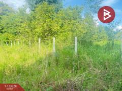 ขายที่ดิน เนื้อที่ 126.5 ตารางวา หมู่บ้านเบญจรงค์ หารแก้ว หางดง เชียงใหม่-202510091412001759993920781.jpg