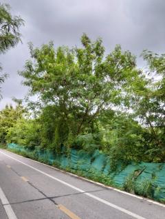 ขาย ที่ดินเปล่า ถนนเพชรหึงษ์ 57 ขนาด 1-2-10 ไร่ เหมาทำร้านค้าและที่อยู่อาศัย-202510091901311760011291474.jpg