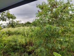 ขาย ที่ดินเปล่า ถนนเพชรหึงษ์ 57 ขนาด 1-2-10 ไร่ เหมาทำร้านค้าและที่อยู่อาศัย-202510091901321760011292534.jpg