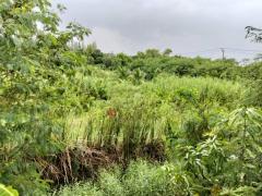 ขาย ที่ดินเปล่า ถนนเพชรหึงษ์ 57 ขนาด 1-2-10 ไร่ เหมาทำร้านค้าและที่อยู่อาศัย-202510091901331760011293064.jpg