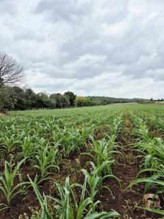 ขายที่ดิน 24ไร่ 1งาน 86ตร.ว.-202510100935491760063749242.jpg