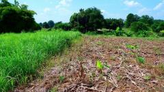 ขายที่ดินสวย 9 ไร่ 2 งาน หนองผือ ท่าลี่ จ.เลย ทำเลดี เดินทางสะดวก เพียง 2.7 ล้านบาท