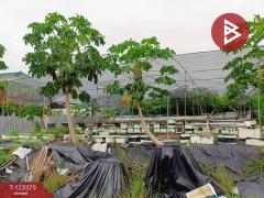 ขายที่ดิน เนื้อที่ 230.6 ตารางวา ปากเกร็ด นนทบุรี-202510101205261760072726063.jpg