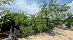 ขายที่ดิน สุขสวัสด์ 78 ยคู่สร้างคู่สม4/3 สมุทรปราการ 67.8 ตร.วา-202510101604151760087055529.jpg