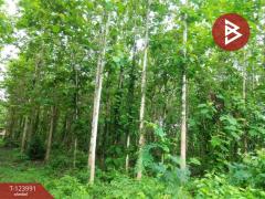 ขายที่ดิน เนื้อที่ 16 ไร่ 2 งาน 52.4 ตร.วา ผาสิงห์ น่าน-202510111511121760170272182.jpg