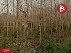 ขายที่ดิน เนื้อที่ 16 ไร่ 2 งาน 52.4 ตร.วา ผาสิงห์ น่าน-202510111511121760170272702.jpg