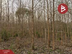 ขายที่ดิน เนื้อที่ 16 ไร่ 2 งาน 52.4 ตร.วา ผาสิงห์ น่าน-202510111511161760170276311.jpg