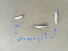 ขายถูก 3 ล. ลดด่วน  เช่า ขาย ที่ติดทะเล สงขลา ระโนด 1ไร่ 24วา 081-3755244 เหมาะทำรีสอร์ต ร้านอาหาร บ้านพักส่วนตัว-202510111618171760174297465.jpg