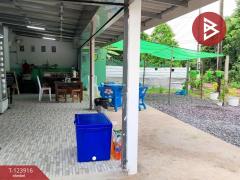 ขายบ้านเดี่ยวพร้อมที่ดิน เนื้อที่ 1 ไร่ พรหมพิราม พิษณุโลก-202510111714371760177677481.jpg