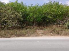 ขายที่ดินนิคมพัฒนา ระยอง 69 ไร่ 3งาน 43ตร.ว ใกล้นิคมอุตสาหกรรม WHA 36 ระยอง-202510112350001760201400381.jpg